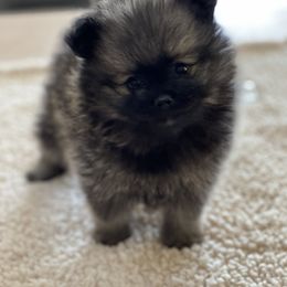 Pomeranian Puppies from Park Avenue Poms