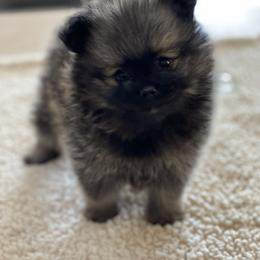 Pomeranian Puppies from Park Avenue Poms