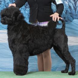 Portuguese Water Dog All Grown Up from Pastor dePeixes