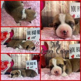 Australian Shepherd and Pembroke Welsh Corgi Puppies from Lewis Aussie’s & Corgi’s