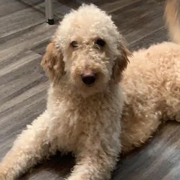 Goldendoodles from LouCity Goldendoodles