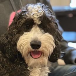 Opal - Australian Labradoodle
