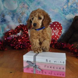 Poodle Puppies from Moyen Majestic Embrace Poodles (MOYEN ME)