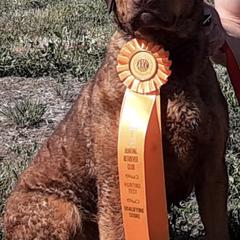 Chesapeake Bay Retrievers from Boulder Canyon Kennels