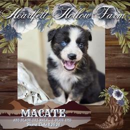 Mecate - Black tri-color male Australian Shepherd puppy in Keyser, West Virginia from Heartfelt Hollow Farm