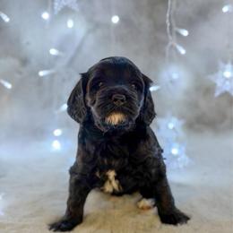 Rigatoni - Black female Goldendoodle puppy in Williamson, New York from Lakeside Doodles