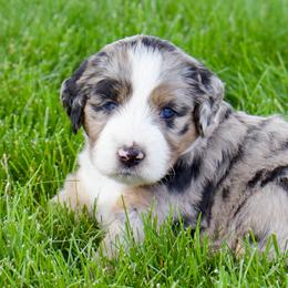 Bingo - Blue merle female Aussiedoodle puppy in Decatur, Illinois from Signature Doodles