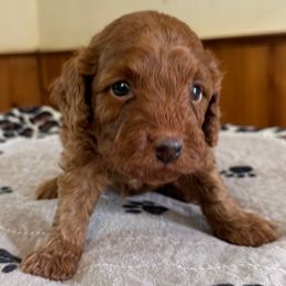 Bruno - Red male Cockapoo puppy in Sheridan, Missouri from Shepherdsfold’s Cockapoos