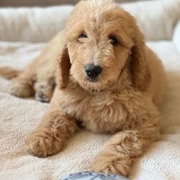 Goldendoodle Puppies from Rolling Acres Doodles and Poodles