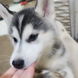 Siberian Husky Puppies from Spirit of the Moon Siberians