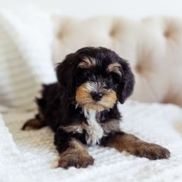 Doodle - Tri-color male Bernedoodle puppy in Ardmore, Oklahoma from Mop Top Doodle Co.