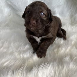 Aussiedoodle Puppies from Soap Creek Kennels