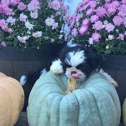 Luca OFA DNA - Black and white male Shih Tzu puppy in Troutville, Virginia from BRIAR HOUSE of Mountain Pass