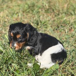 Duke - Piebald male Dachshund puppy in Stuart, Iowa from Johnson Family Paws