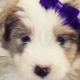 Aussiedoodles, Bernedoodles, Double Doodles, Goldendoodles, Poodles, and Sheepadoodles from Sunny Doodles