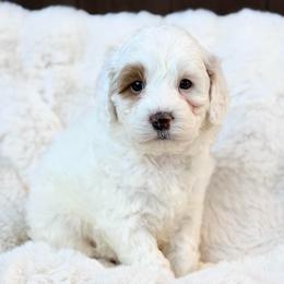 Red - Chalk female Australian Labradoodle puppy in Auburn, Washington from West Valley Labradoodles