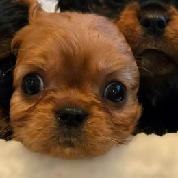 Elsa - Ruby female Cavalier King Charles Spaniel puppy in Caldwell, Idaho from Terrace Cav's