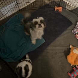 Maggie - Shih Tzu