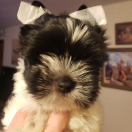 Roscoe - Parti male Yorkshire Terrier puppy in Mattoon, Illinois from Strohlz Yorkies