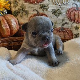 Winston - Blue fawn male French Bulldog puppy in Columbia Falls, Montana from Glacier French Bulldogs of Montana