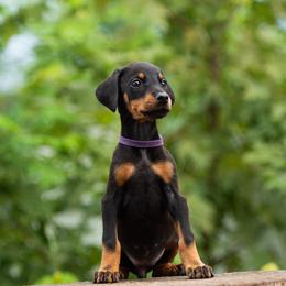 Maddie - Black and rust female Doberman Pinscher puppy in Biglerville, Pennsylvania from Saxbell Dobermans