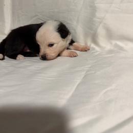 Sold - Red tri-color female Australian Shepherd puppy in Lynnville, Indiana from Moonlightaussies