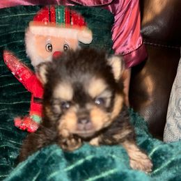 Spooky - Black and tan female Pomeranian puppy in Zavalla, Texas from Precious Puff Poms