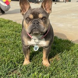 Phoebe - French Bulldog