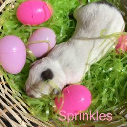 Sprinkles - White female American Staffordshire Terrier puppy in Fort Worth, Texas from Josiah Carter