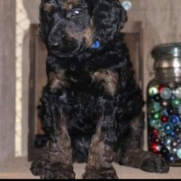 Poodle Puppies from Catoctin Furnace Standard Poodles