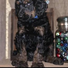 Poodle Puppies from Catoctin Furnace Standard Poodles