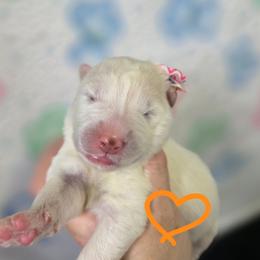 Orange girl - White and biscuit female Samoyed puppy in Elwell, Michigan from Limelight Samoyeds