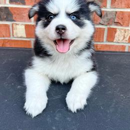 Daisy - Black and white female Pomsky puppy in Henderson, Kentucky from Paris Pomskies