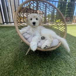 Goldendoodle Puppies from Island Doods
