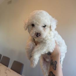 Puppy 3 - White male Poodle puppy in Grass Valley, California from Cuddle Paws Poodles