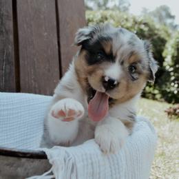 Australian Shepherd Puppies from Huckleberry Hill Aussies LLC.