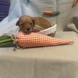 Yellow - Red  female Poodle puppy in Hickory Grove, South Carolina from Oopsie Doodles