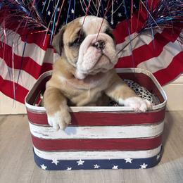 Boy 1 - Fawn male Bulldog puppy in Mount Airy, North Carolina from PrimeCut Bulldogs