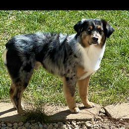 Beast - Miniature Australian Shepherd