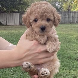 Charley - Apricot male Cavapoo puppy in Lebanon, Kentucky from Mosaic Merle Doodles