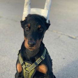 Doberman Pinscher Puppies from Defensive Dobermans