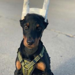 Doberman Pinscher Puppies from Defensive Dobermans