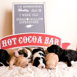 Bernedoodle Puppies from Sugarcreek Haven Bernedoodles