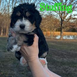 Boy 3 - male Bernedoodle puppy in St. James, Missouri from Backwoods Bernedoodles