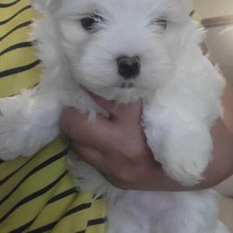 Maltese, Maltipoo, and Poodle Puppies from Healing Pawz LLC