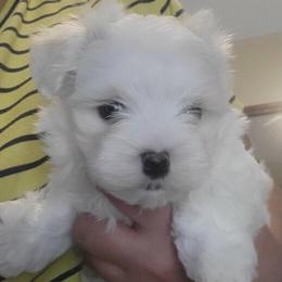 Maltese, Maltipoo, and Poodle Puppies from Healing Pawz LLC