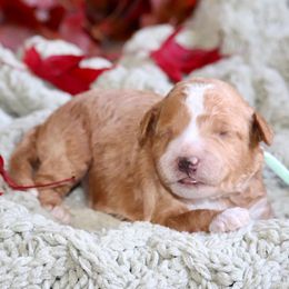 Oakley (mint green collar) - Apricot female Schnoodle puppy in Mouth Of Wilson, Virginia from HoneyBunn Doodle Co.
