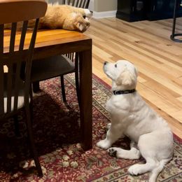 Golden Retriever Puppies from English Creamery Golden Retrievers