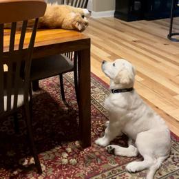 Golden Retriever Puppies from English Creamery Golden Retrievers