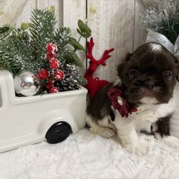 Hansel - Liver and white male Shih Tzu puppy in Glens Falls, New York from Shih Tzus N Giggles